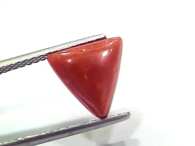 3.85 Ct 4.23 Ratti Natural Italian Triangle Red Coral Moonga Gemstone - Venus Gems