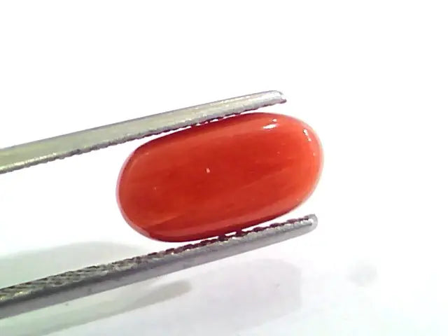 3.80 Carat Natural Italian Red Coral Moonga Gemstone AAAA