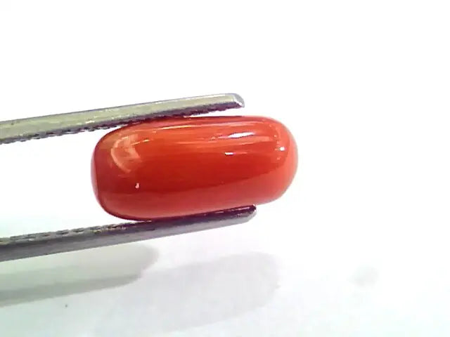 3.83 Carat Natural Italian Red Coral Moonga Gemstone AAAA