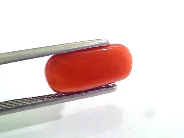 3.83 Carat Natural Italian Red Coral Moonga Gemstone AAAA