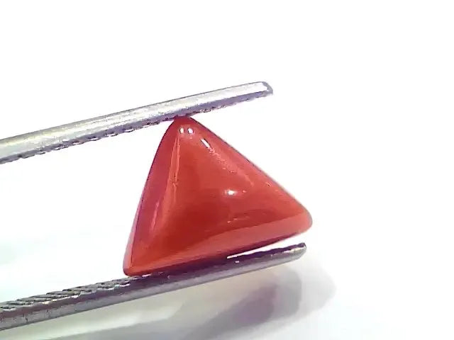3.91 Ct 4.29 Ratti Natural Italian Triangle Red Coral Moonga Gemstone - Venus Gems