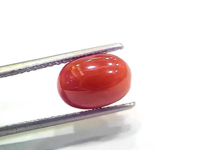 3.90 Ct 6.41 Ratti Natural Italian Red Coral Moonga Gemstone