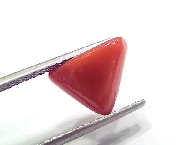 3.91 Ct 4.29 Ratti Natural Italian Triangle Red Coral Moonga Gemstone - Venus Gems