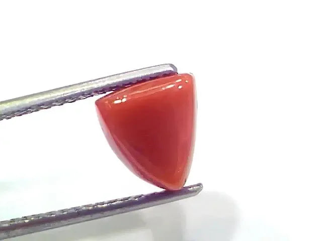 3.88 Ct 4.26 Ratti Natural Italian Triangle Red Coral Moonga Gemstone - Venus Gems