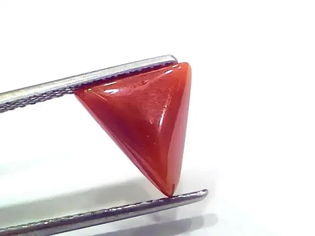 3.86 Ct 4.24 Ratti Natural Italian Triangle Red Coral Moonga Gemstone - Venus Gems