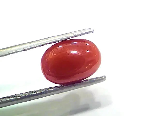 3.90 Ct 6.41 Ratti Natural Italian Red Coral Moonga Gemstone