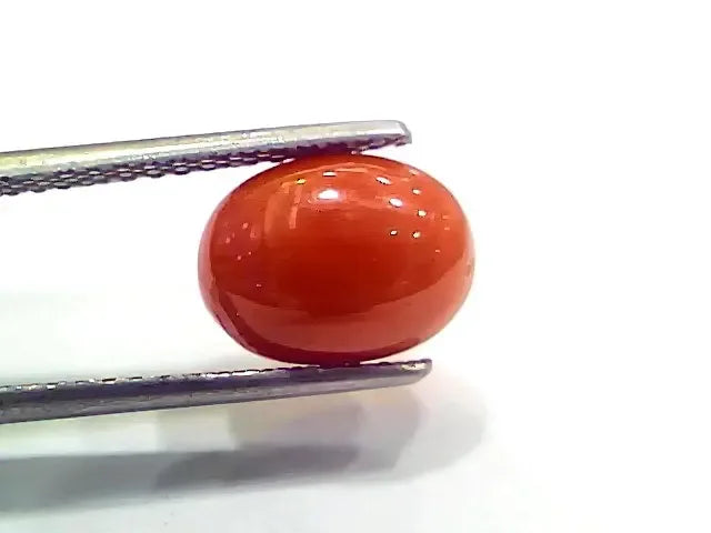 4.00 Ct 4.44 Ratti Natural Italian Red Coral Moonga Gemstone - Venus Gems