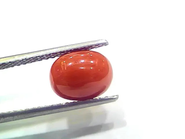3.97 Ct 6.6 Ratti Natural Italian Red Coral Moonga Gemstone