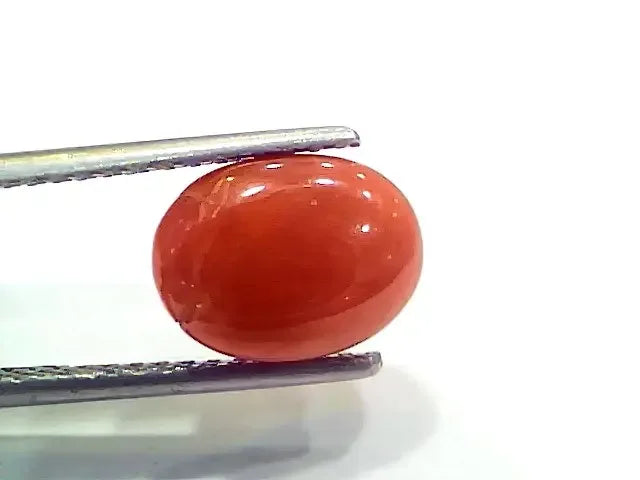 4.00 Ct 4.44 Ratti Natural Italian Red Coral Moonga Gemstone - Venus Gems