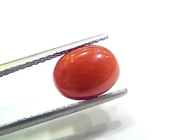 3.97 Ct 6.6 Ratti Natural Italian Red Coral Moonga Gemstone