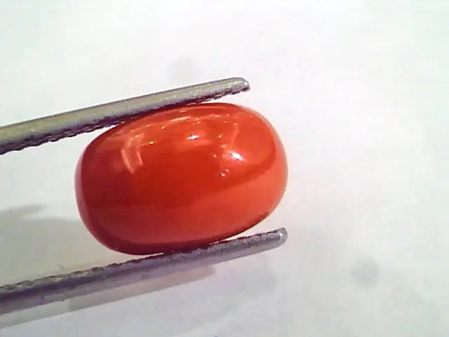 3.92 Carat Natural Italian Red Coral Moonga Gemstone AAAA
