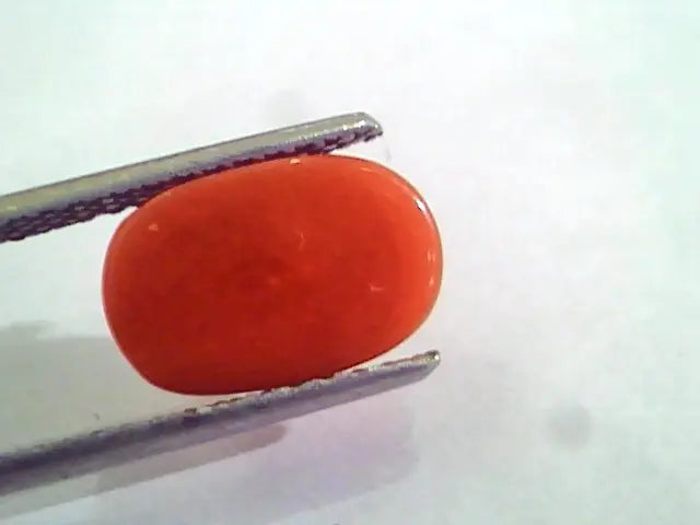 3.92 Carat Natural Italian Red Coral Moonga Gemstone AAAA