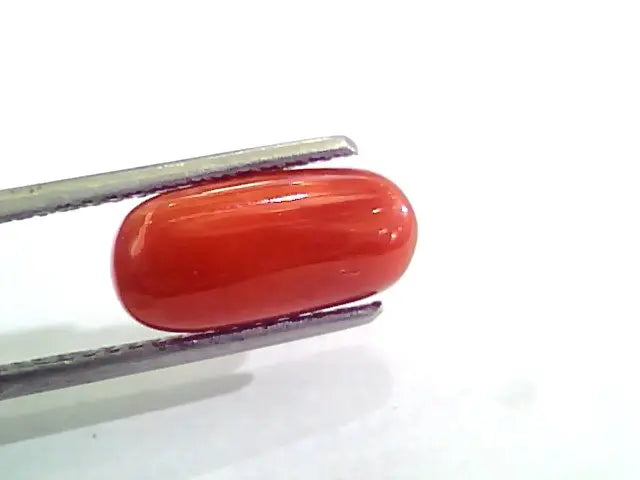 3.94 Carat Natural Italian Red Coral Moonga Gemstone AAAA
