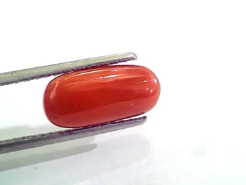 3.94 Carat Natural Italian Red Coral Moonga Gemstone AAAA