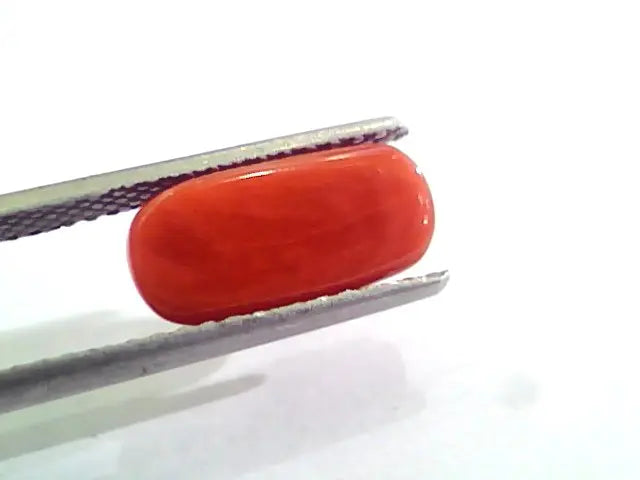 3.94 Carat Natural Italian Red Coral Moonga Gemstone AAAA