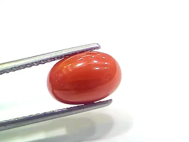 3.97 Ct 6.6 Ratti Natural Italian Red Coral Moonga Gemstone