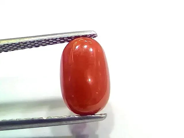 4.04 Ct 4.48 Ratti Natural Italian Red Coral Moonga Gemstone - Venus Gems