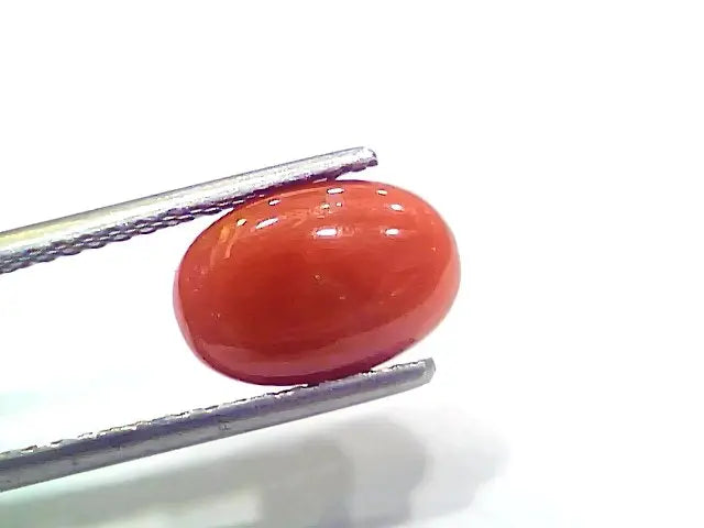 3.97 Ct 6.6 Ratti Natural Italian Red Coral Moonga Gemstone