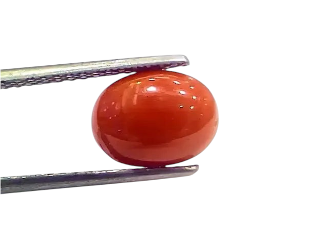 4.00 Ct 4.44 Ratti Natural Italian Red Coral Moonga Gemstone - Venus Gems