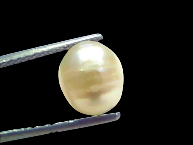 Venus Gems 3.71 carat natural white South Sea pearl with excellent luster held by tweezers