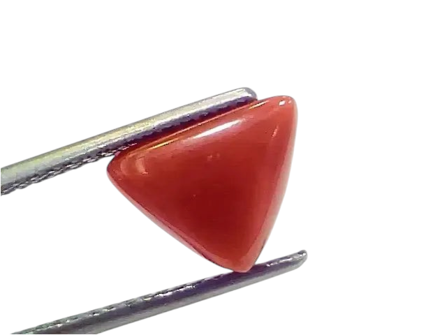 3.80 Ct 4.17 Ratti Natural Italian Triangle Red Coral Moonga Gemstone - Venus Gems