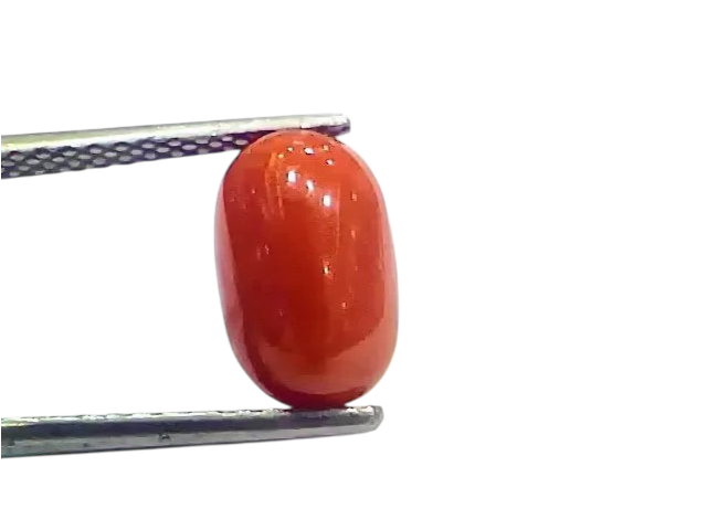 4.04 Ct 4.48 Ratti Natural Italian Red Coral Moonga Gemstone - Venus Gems