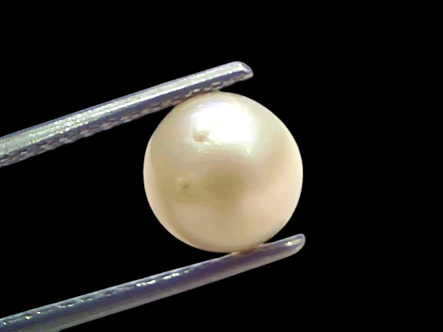 Venus Gems 3.82 carat natural white South Sea pearl with excellent luster held in metal tweezers