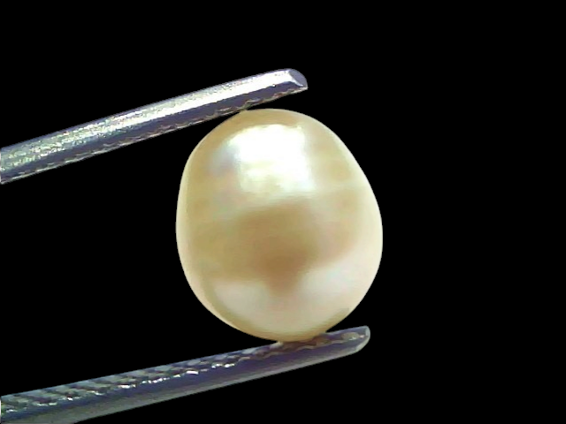 Venus Gems 3.71 carat natural white South Sea pearl with excellent luster held by tweezers
