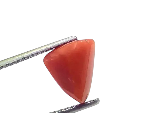 3.43 Ct 3.76 Ratti Natural Italian Triangle Red Coral Moonga Gemstone - Venus Gems