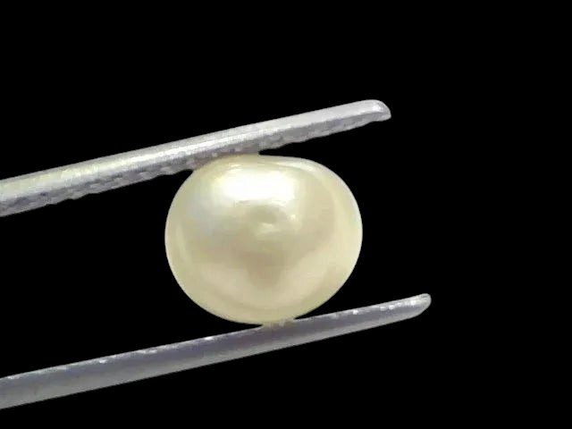 3.64 Ct Certified Natural Venunjula Real Sea Pearl Real Moti For Moon - Venus Gems
