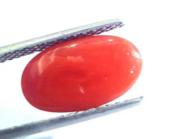 4.02 Ct Untreated Natural Premium Italian Red Coral AAAAA
