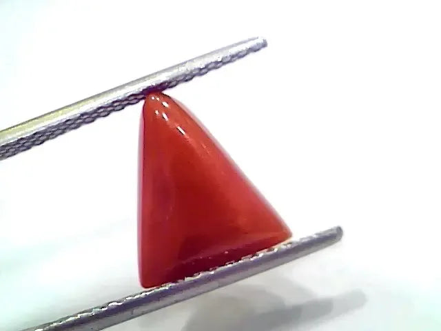 3.96 Ct 4.35 Ratti Natural Italian Triangle Red Coral Moonga Gemstone - Venus Gems