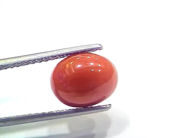 4.05 Ct 4.5 Ratti Natural Italian Red Coral Moonga Gemstone