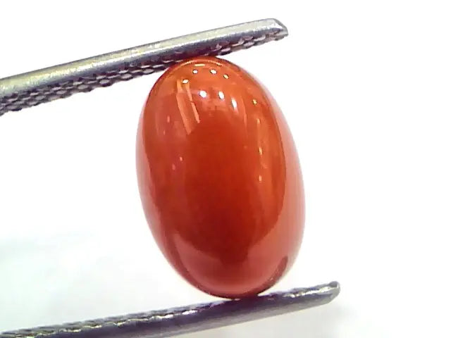 4.04 Ct 6.7 Ratti Natural Untreated Italian Red Coral Moonga Gems