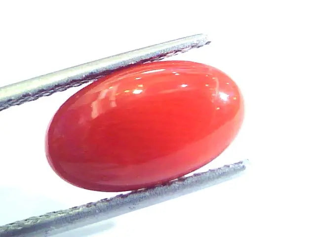 4.02 Ct Untreated Natural Premium Italian Red Coral AAAAA