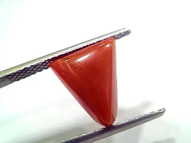 3.96 Ct 4.35 Ratti Natural Italian Triangle Red Coral Moonga Gemstone - Venus Gems
