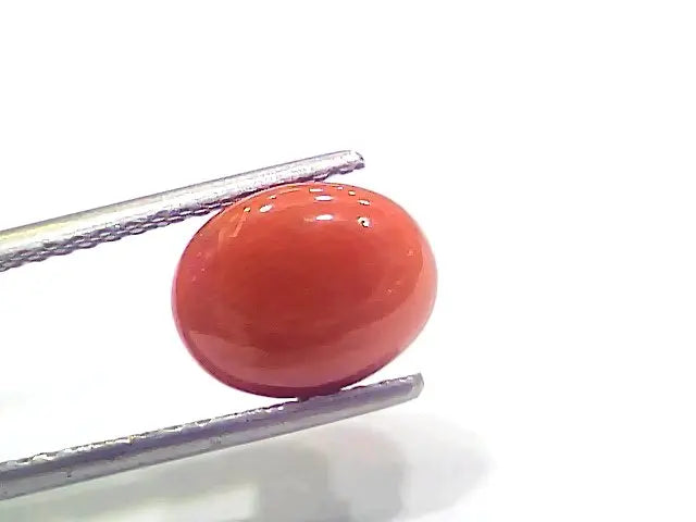 4.05 Ct 4.5 Ratti Natural Italian Red Coral Moonga Gemstone