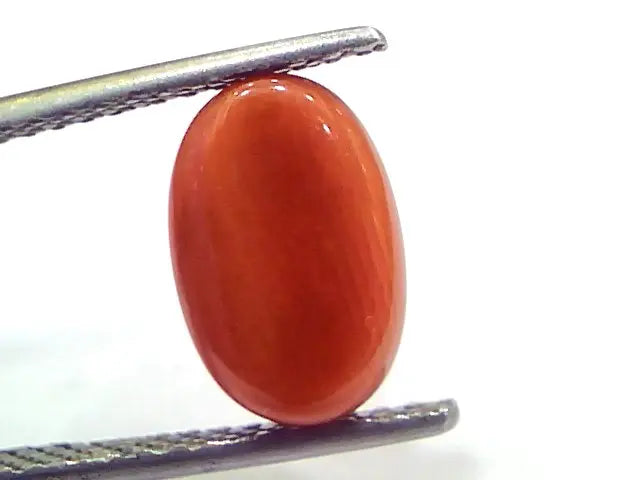 4.04 Ct 6.7 Ratti Natural Untreated Italian Red Coral Moonga Gems