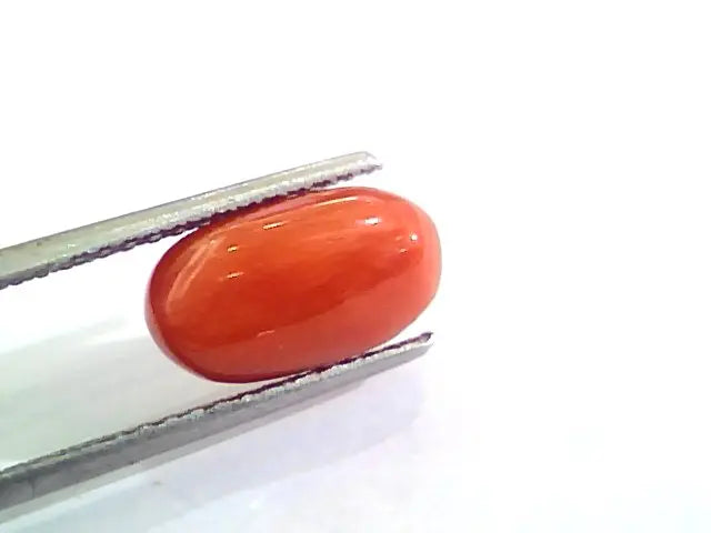 4.04 Carat Natural Italian Red Coral Moonga Gemstone AAAA