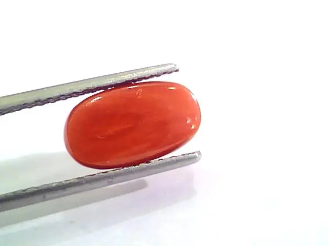 4.04 Carat Natural Italian Red Coral Moonga Gemstone AAAA