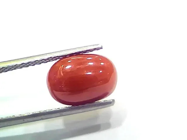 3.98 Ct 4.37 Ratti Natural Italian Red Coral Moonga Gemstone - Venus Gems