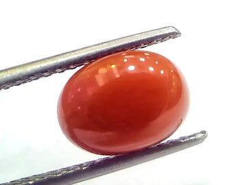 4.10 Ct 6.8 Ratti Natural Untreated Italian Red Coral Moonga Gems