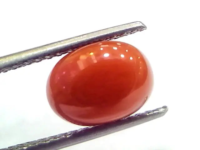 4.10 Ct 6.8 Ratti Natural Untreated Italian Red Coral Moonga Gems