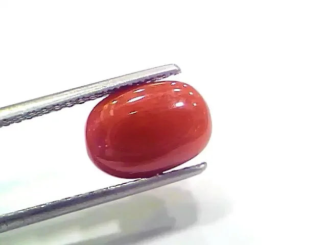 4.10 Ct 4.55 Ratti Natural Italian Red Coral Moonga Gemstone - Venus Gems