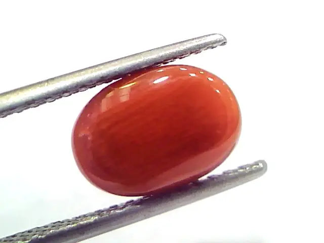 4.10 Ct 6.8 Ratti Natural Untreated Italian Red Coral Moonga Gems