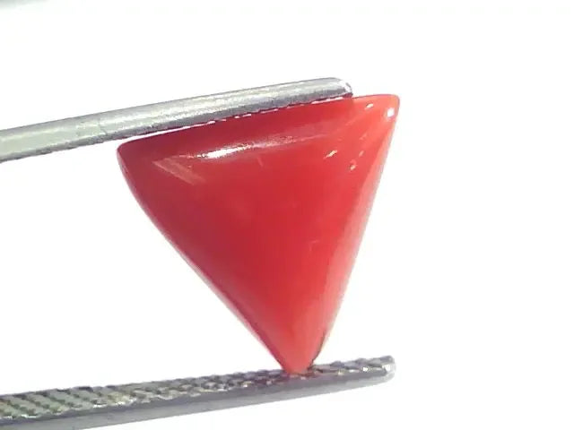 4.08 Ct 4.53 Ratti Natural Italian Triangle Red Coral Moonga Gemstone - Venus Gems