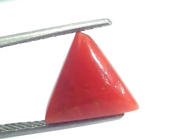 4.08 Ct 4.53 Ratti Natural Italian Triangle Red Coral Moonga Gemstone - Venus Gems