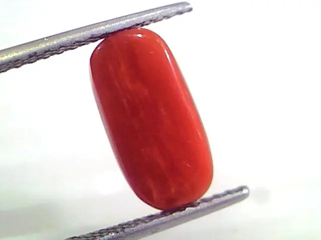 4.11 Ct Untreated Natural Premium Italian Red Coral AAAAA