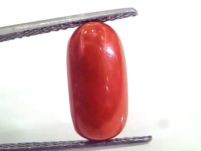 4.11 Ct Untreated Natural Premium Italian Red Coral AAAAA