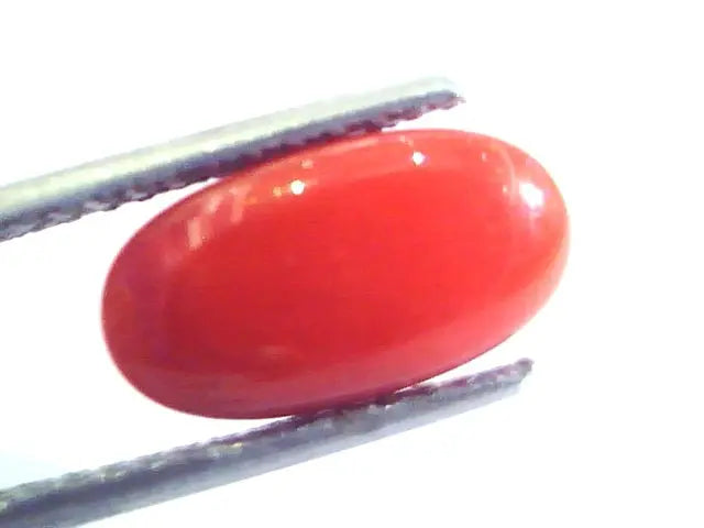 4.13 Ct Untreated Natural Premium Italian Red Coral AAAAA